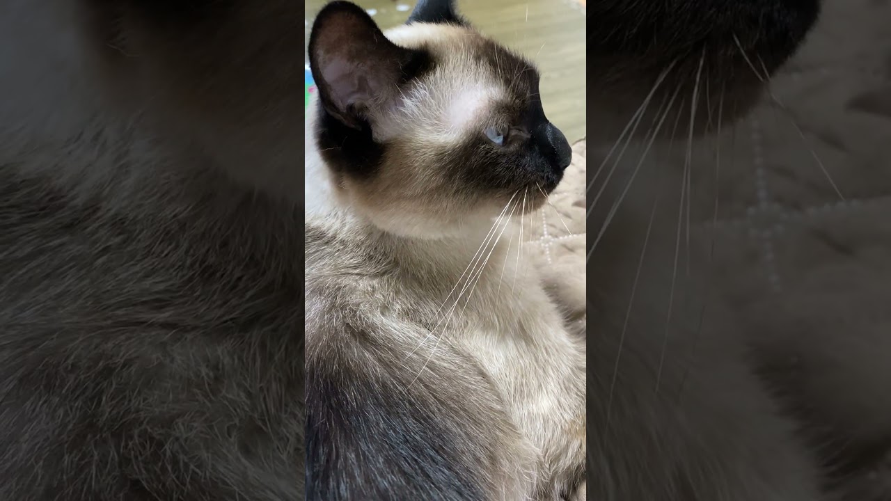 【2023.08.17】今日のシャム猫のふくさん（音無し）【たぬき猫】 #shorts