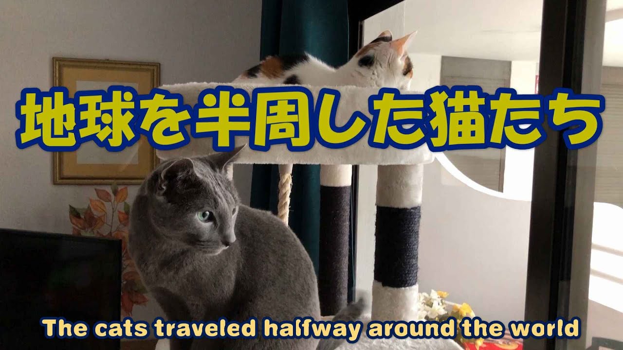 【地球を半周した猫たち】スペイン、テネリフェ島へ！ The cats traveled halfway around the world from Japan to Tenerife, Spain!