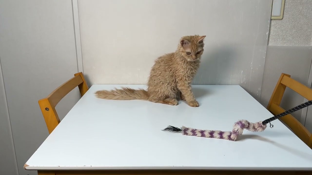 セルカークレックス（2023.4.6）