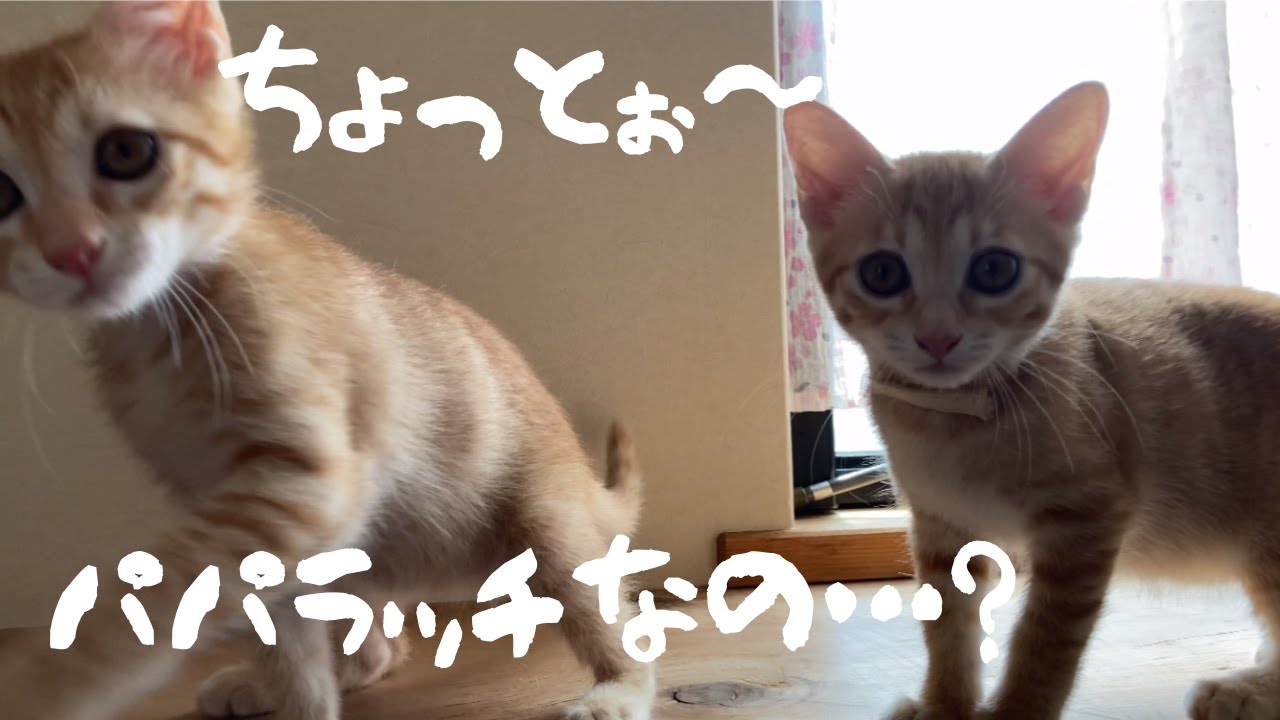 #19【そっくり兄妹茶トラーズ】本日のパパラッチです～！