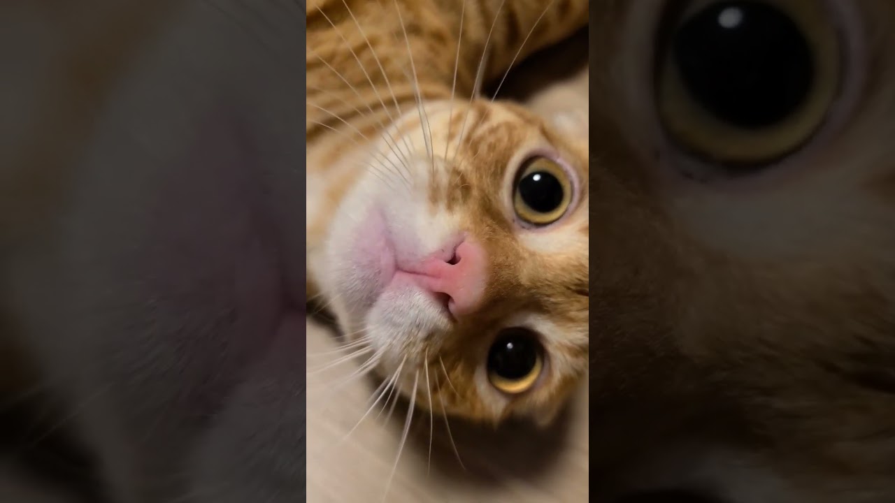 くつろぎ中のヌッコにカメラを近づけたら可愛く拒否られました【コモドンの観察日記】 #キンカロー #猫 #cat