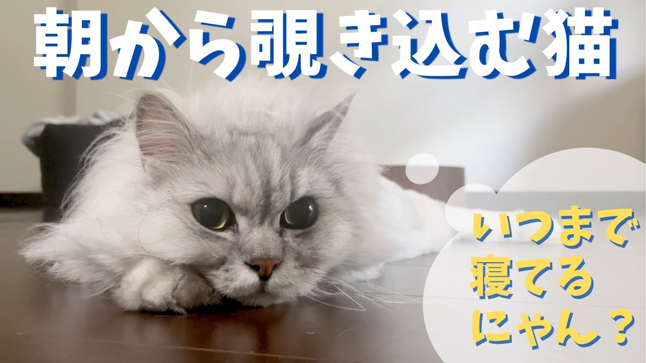 朝から覗き込む猫