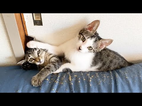 ケンカを見られて気まずそうな子猫