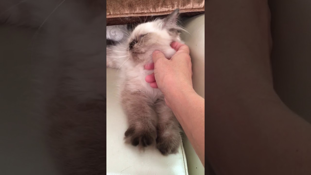 ヒマラヤンの男の子