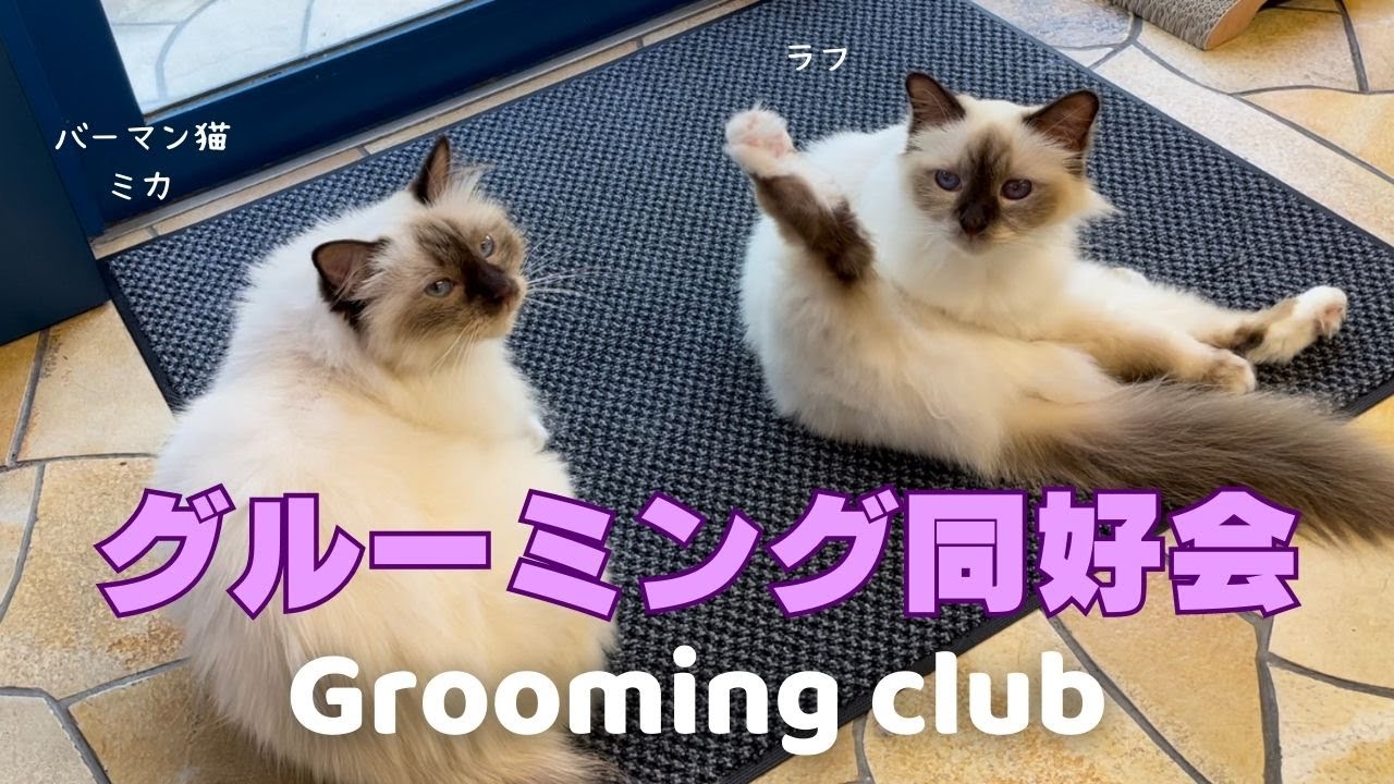 バーマン猫ミカとラフとウリとガブ【グルーミング同好会】Grooming club（バーマン猫）Birman/Cat