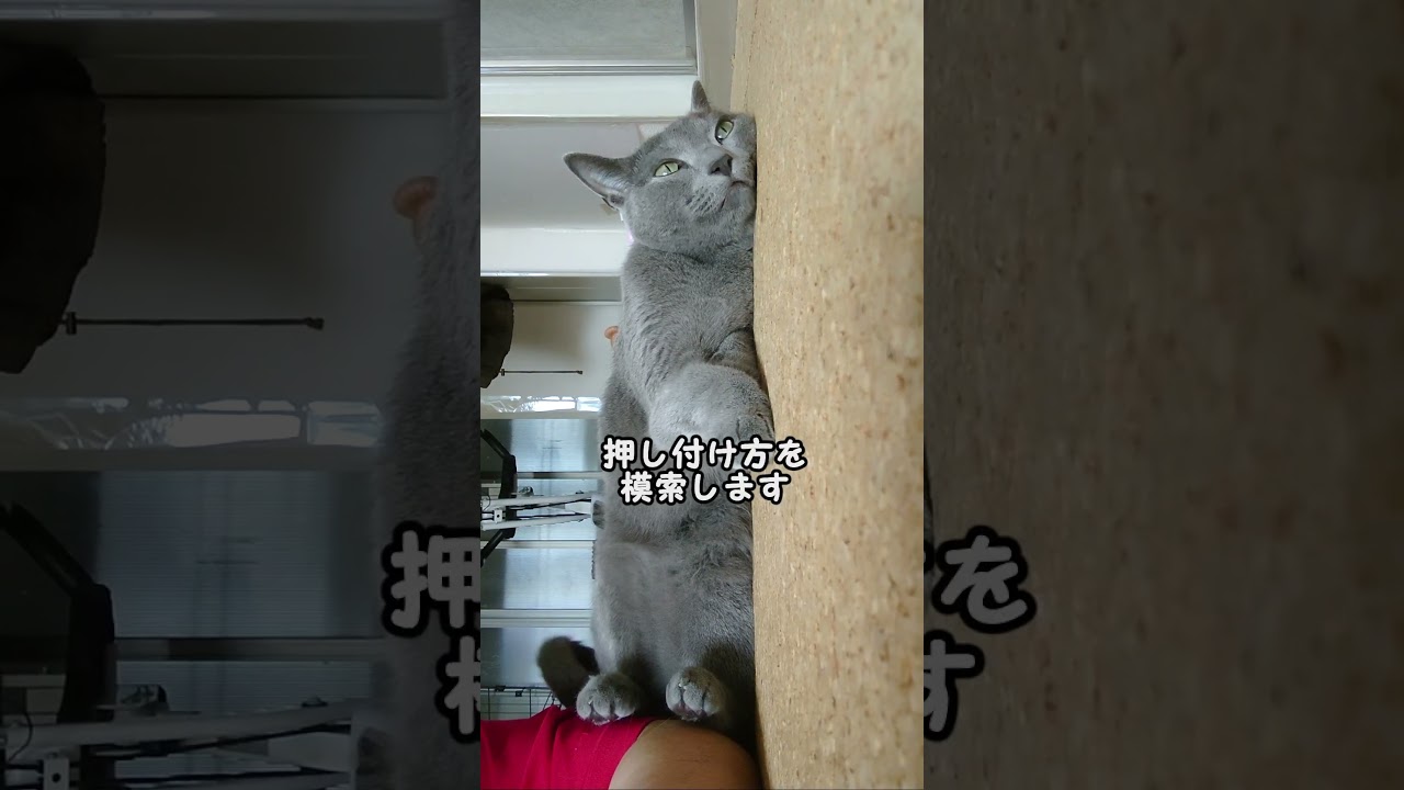 【猫動画】嫁に足を押し付けたいロシアンブルー【russianbule】#shorts　Russian blue that wants to stick to its owner