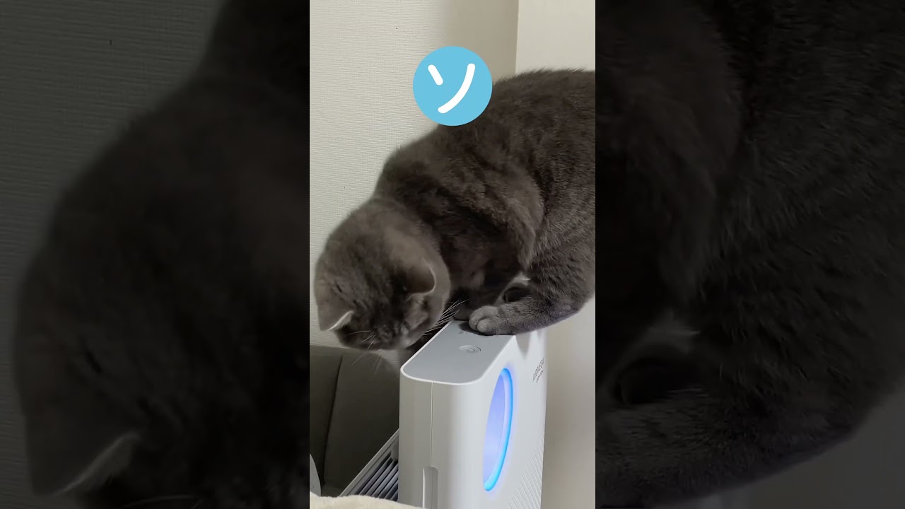 猫のあるある #スコティッシュフォールド #ブリティッシュショートヘア #猫 #猫あるある #猫動画 #ねこ #面白い猫 #可愛い猫 #猫好きさんと繋がりたい #cat