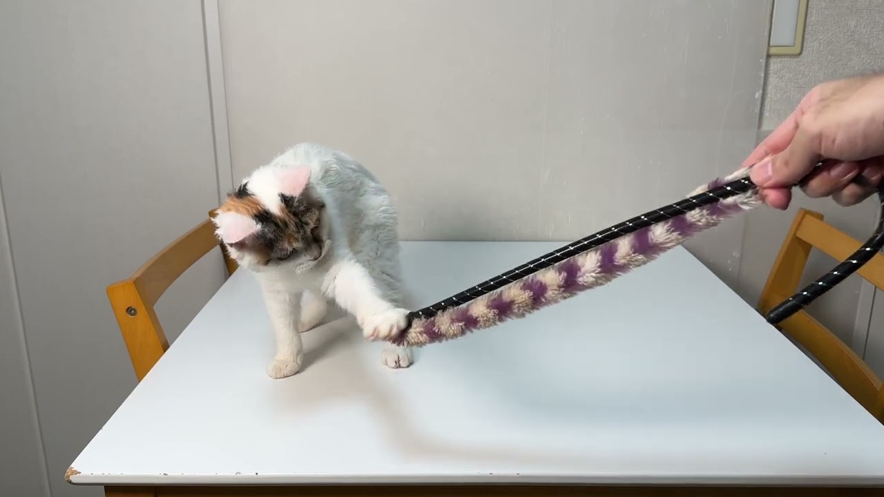 セルカークレックス（2023.4.6）