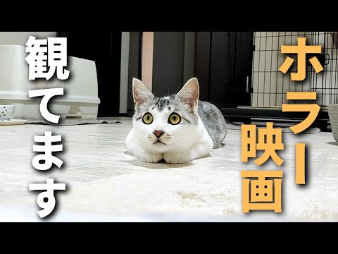 【元保護猫】心霊現象?が起きた日。子猫がホラー映画を観るとこんなことに…。
