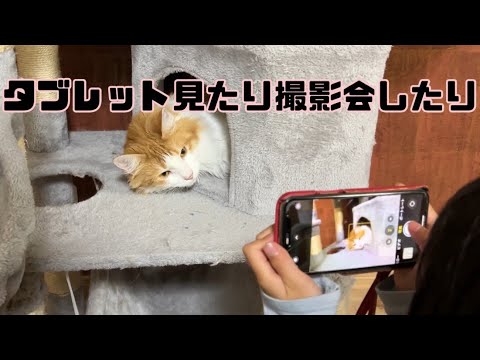 タブレットを見たり撮影会をしたり忙しい猫【マリー（メインクーン）】