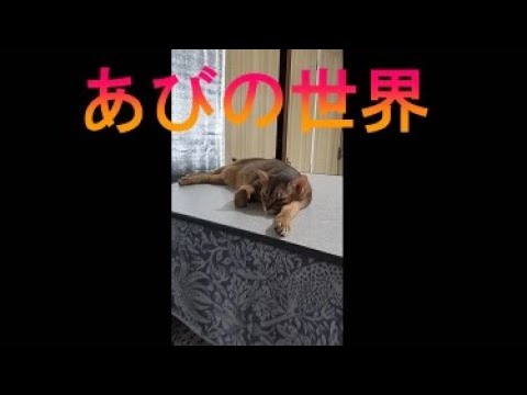 ネコ動画あび＃1997　あびの毎日　アビシニアン　あび