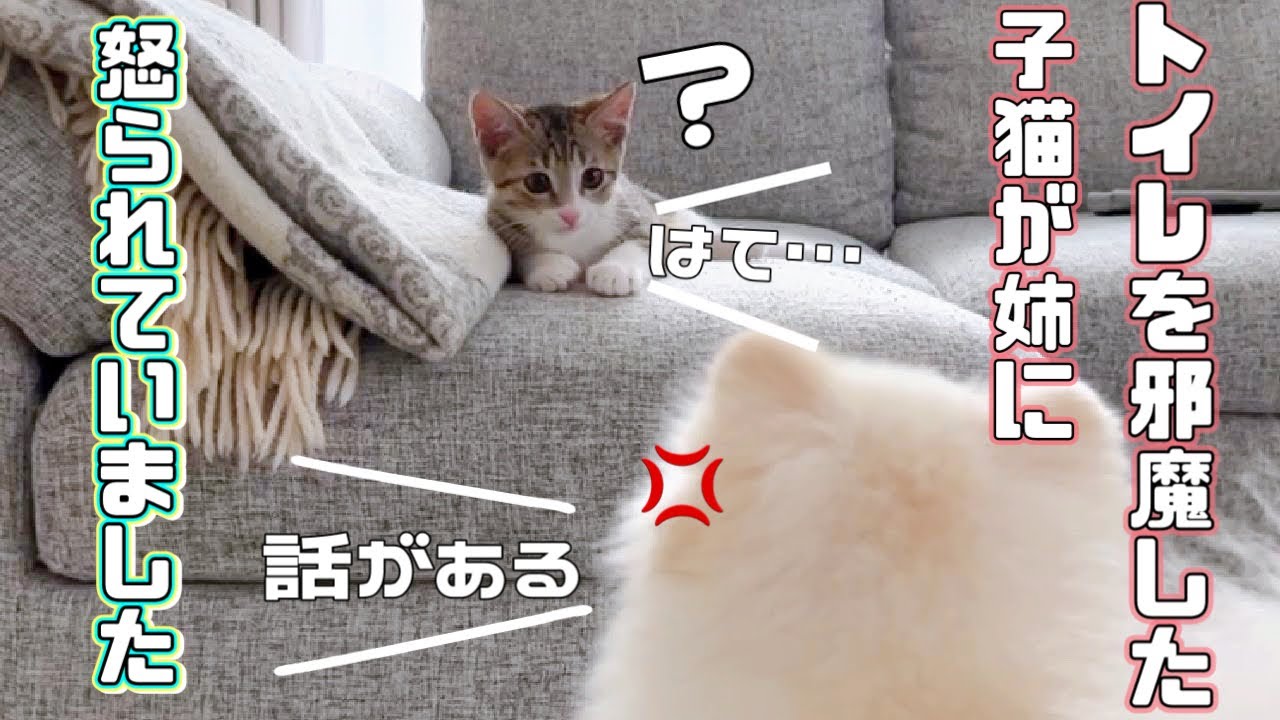 【保護猫】トイレの邪魔をして姉に怒られた子猫がこうなりました