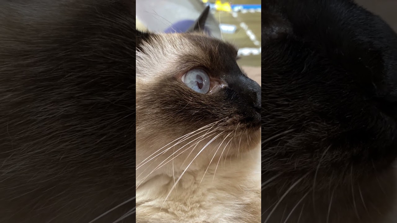【2023.08.24】今日のシャム猫のふくさん（音無し）【たぬき猫】 #shorts