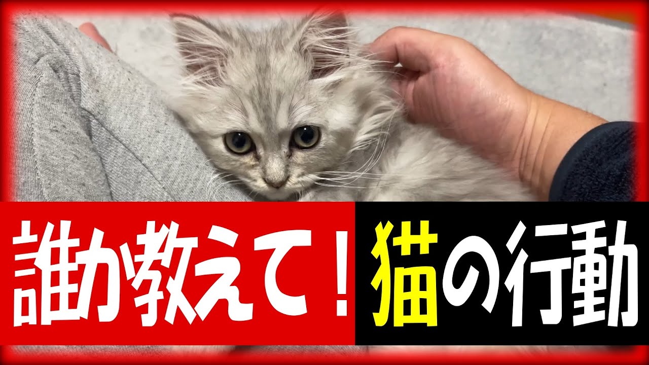 誰か教えてください！子猫がいつもやる謎の行動【マンチカン】
