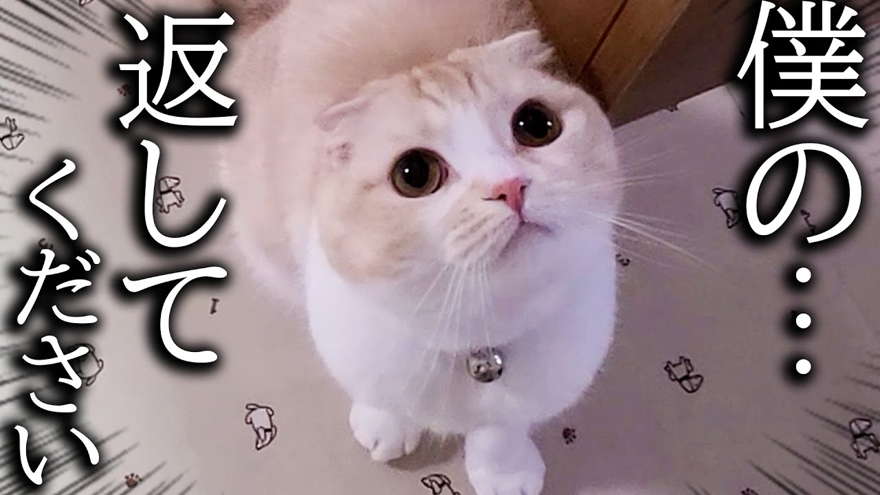 猫のうんちを片付けたらニャーニャー文句言って飛びかかってきた...