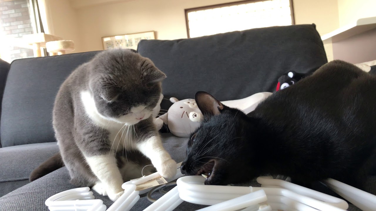 2018/04/20　セルカークレックスの梅子vol.306