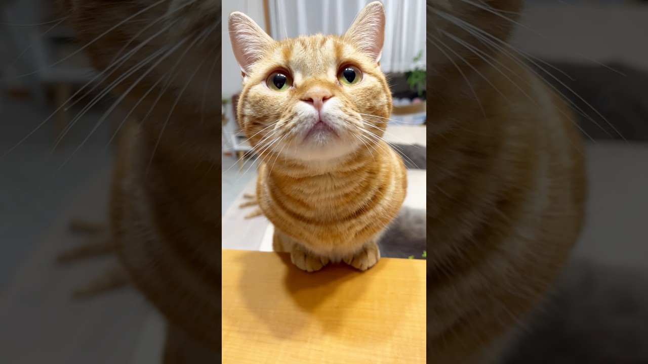 歯磨きが気になってるちゃびくん #猫 #マンチカン #shorts