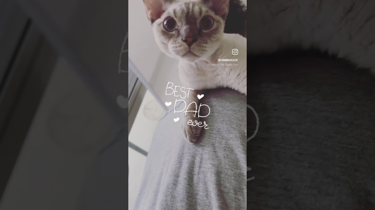 Devon Rex Cat - Daddy’s back is big and comfy😺🧡🧡おとうさんの大きな背中🧡🧡#devonrex#デボンレックス#cat#ねこ