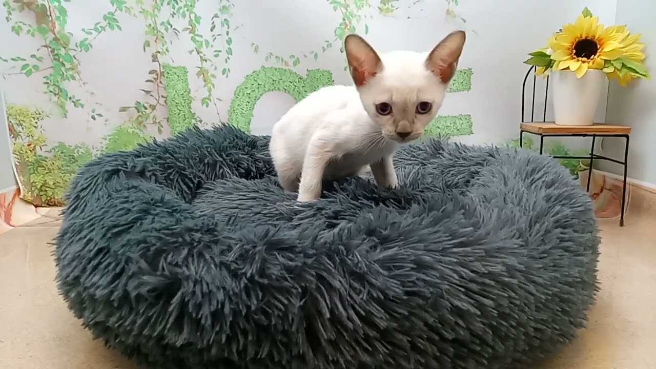 646476 トンキニーズ