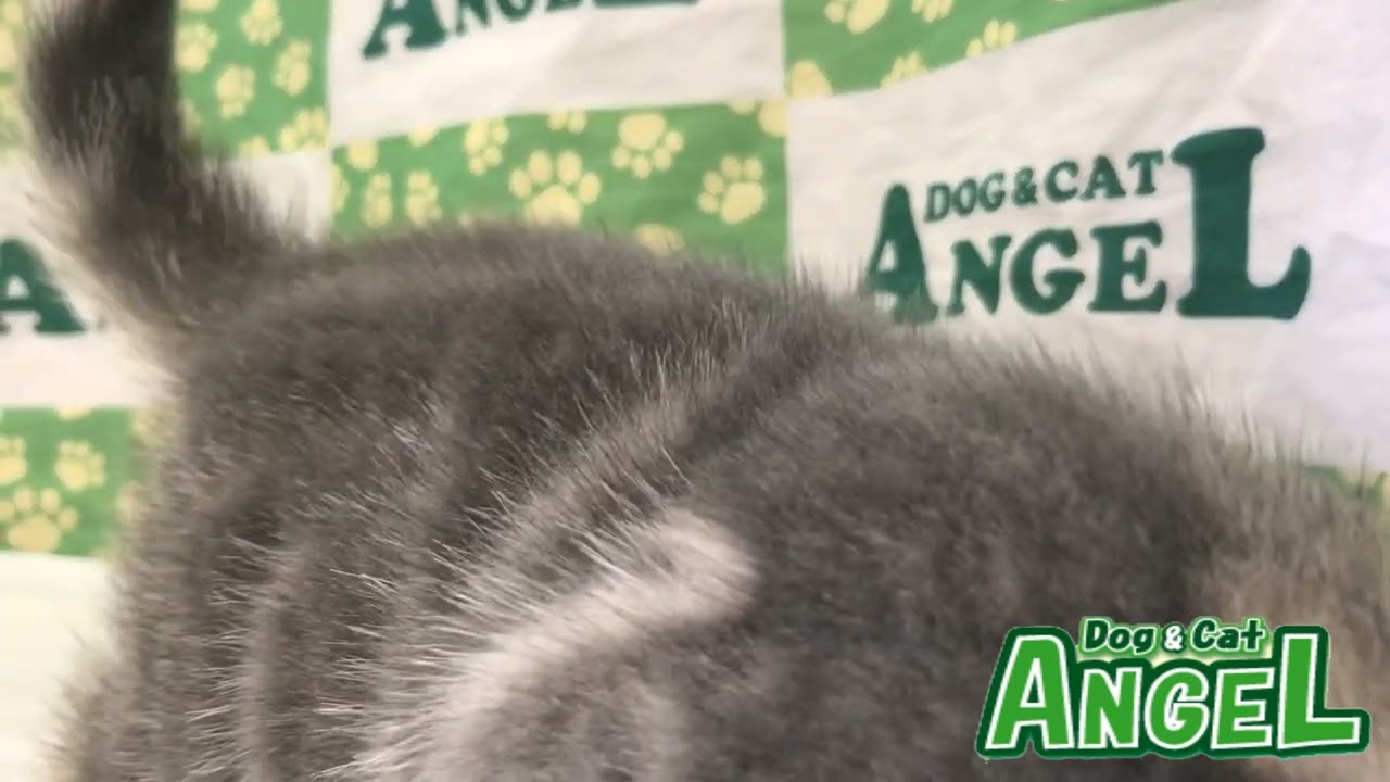 アメリカンショートヘアー 2308096 【ペットショップエンゼル　子犬・子猫販売】