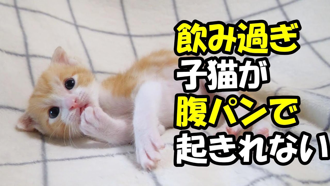 お腹パンパン子猫が起き上がれない【赤ちゃん猫　保護猫】