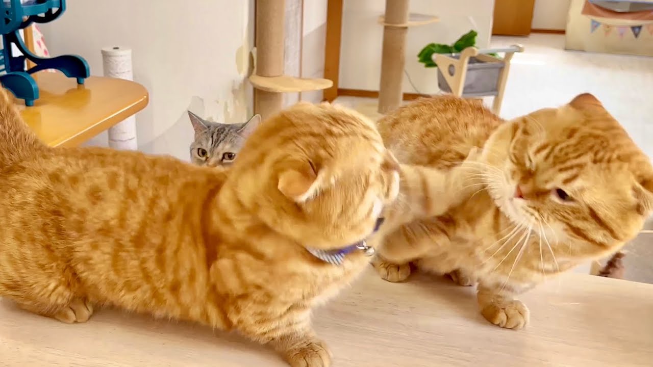 マンチカンのパンチは当たらなかったけど最近ラリアットは当たる #猫 #マンチカン