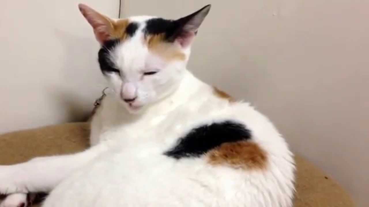 気になる行動...(｡-_-｡)