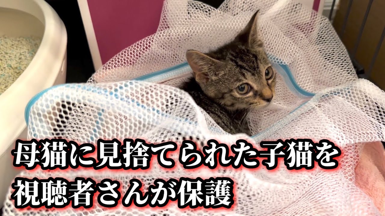 一人ぼっちで鳴き続けた子猫を視聴者さんが保護しました。
