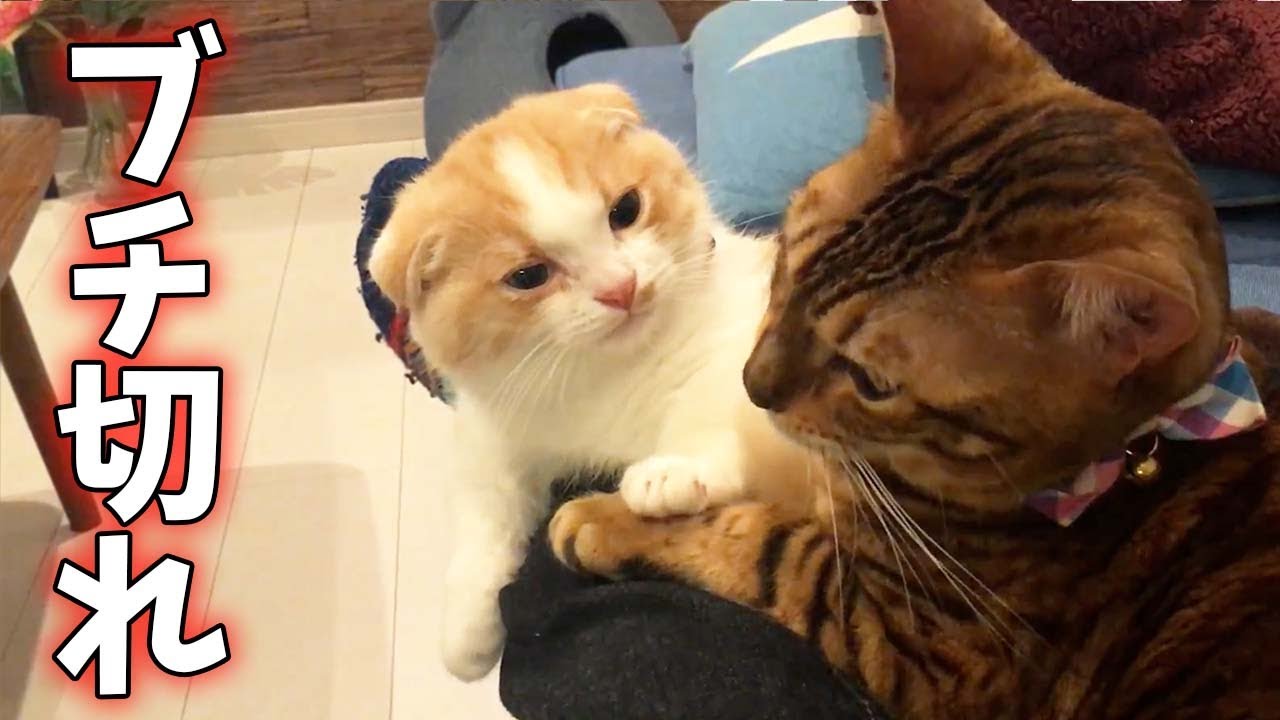 毛繕い中にブチ切れるマンチカンの子猫...ベンガル猫VSマンチカン