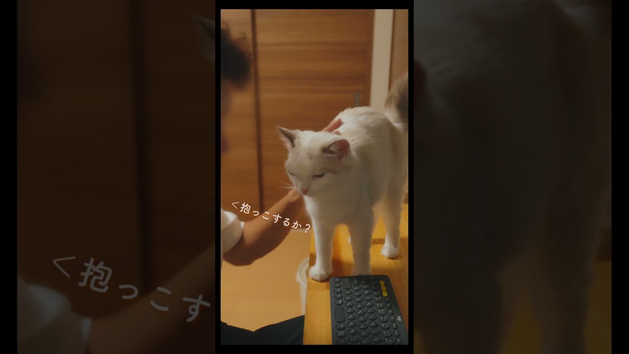 抱っこしてほしくてワンと鳴く猫　#猫 #ラグドール #ragdollcat