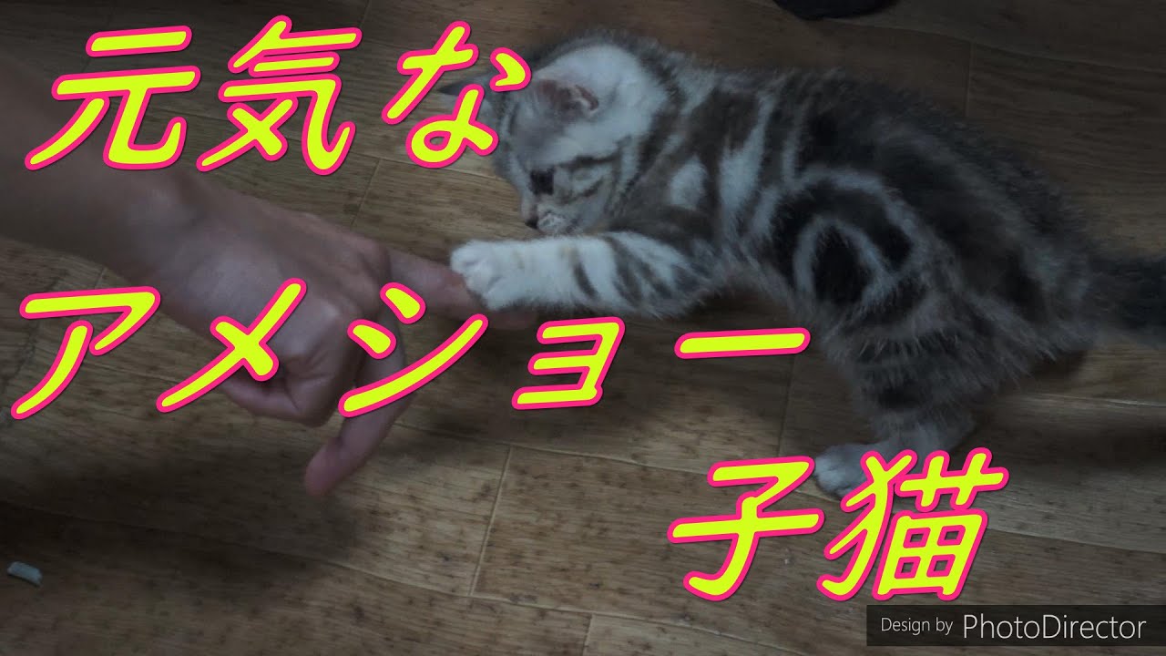 アメショー元気な子猫