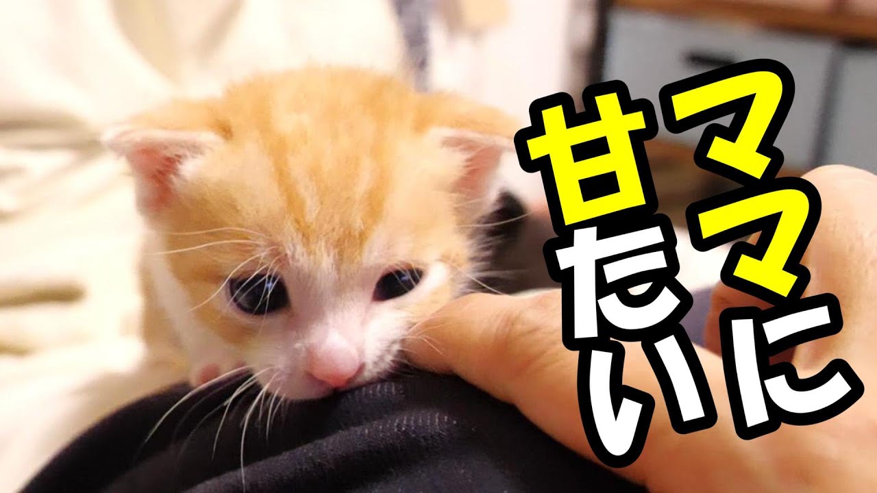 ママが好き過ぎる子猫がママを見つけて大慌て【赤ちゃん猫　保護猫】
