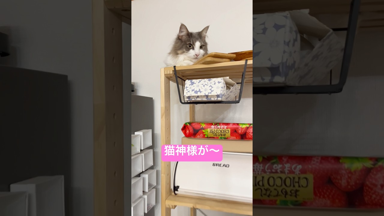 台所の神様はふっさふさ #猫 #サイベリアン #shorts