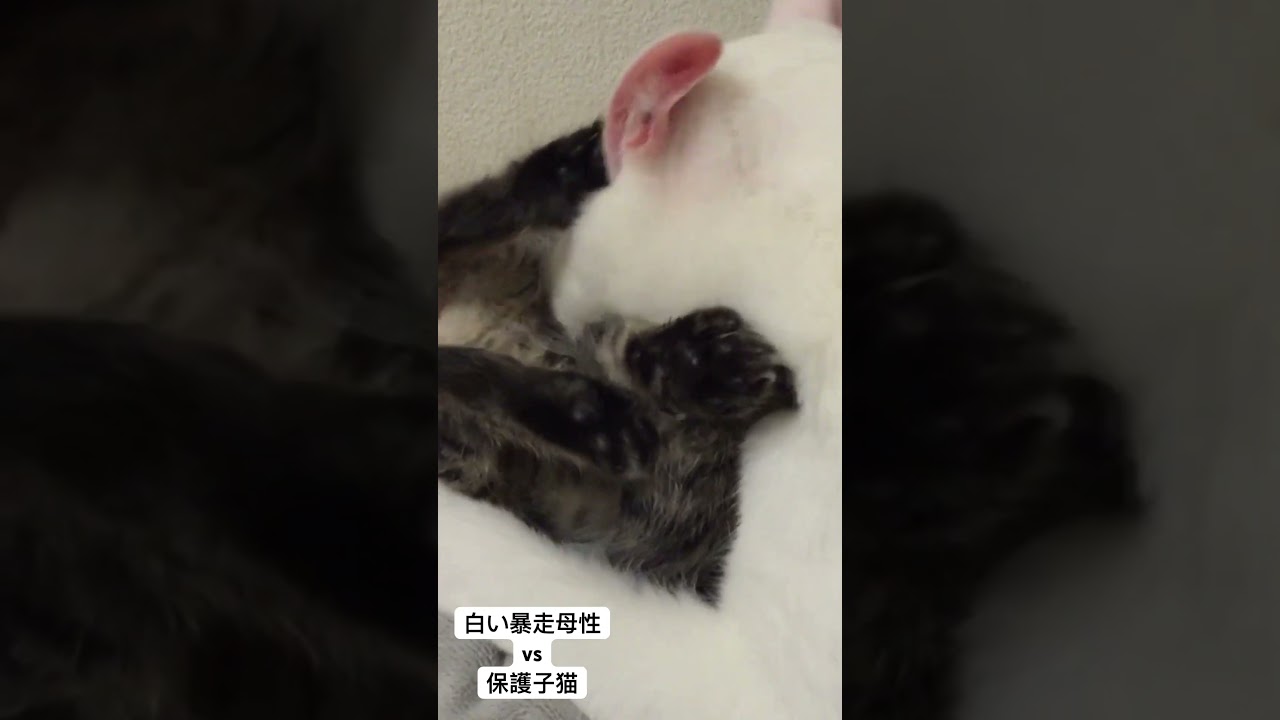 白い暴走母性に飲み込まれる保護子猫（2015年） #猫 #cat #保護猫 #kitten #子猫 #ねこ #こねこ #animal #cute #babycat #shorts