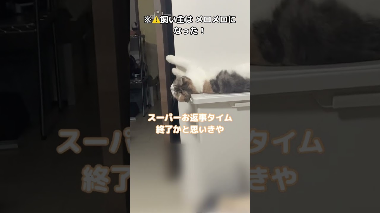 最高に可愛いお返事をしてくれる猫…  #スコティッシュフォールド   #ねこ   #shorts  #short
