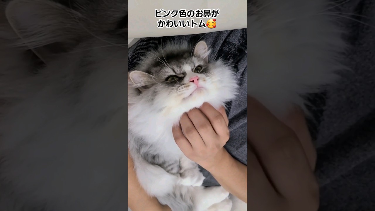 ナデナデが嬉しそうな猫ちゃん😊 #shorts #猫 #고양이 #catshorts #cat #catholic