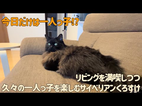 久々の一人っ子になったサイベリアンフォレスト
