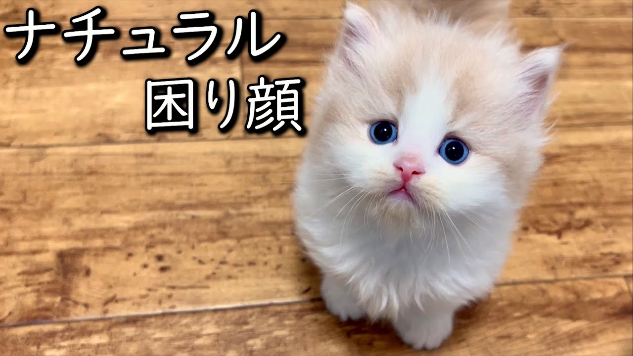 【マンチカンの子猫】ナチュラルに困ってるタレオをイジって遊んでみた件 ∼猫のいる生活Vol.785~ 出産動画 マンチカン短足・ミヌエット・ペルシャ猫専門ブリーダー『ペット蔵人』【子猫の成長記録】