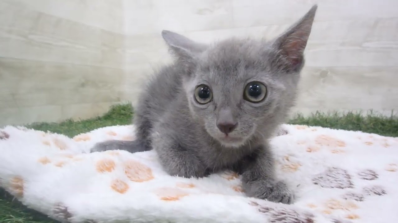 Coo&RIKU　No00644329 ロシアンブルー