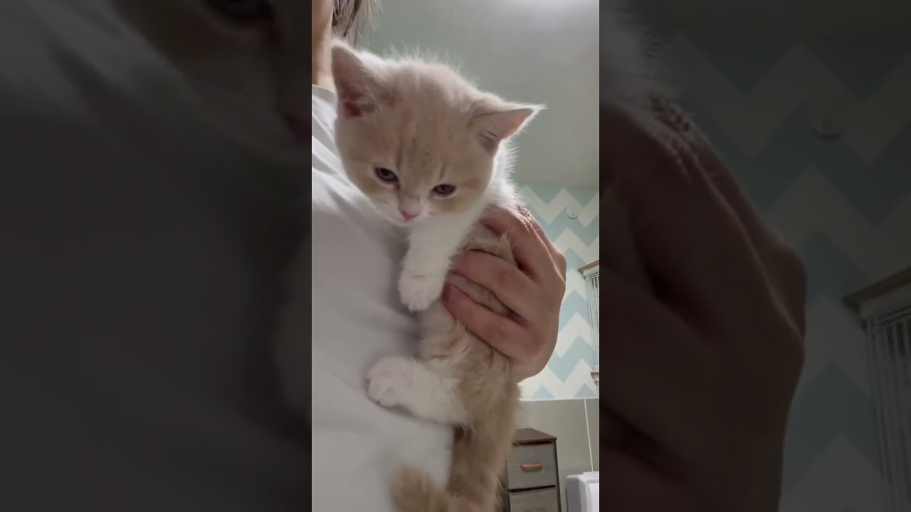 しがみつき #おじゃる #マンチカン #猫 #子猫 #shorts