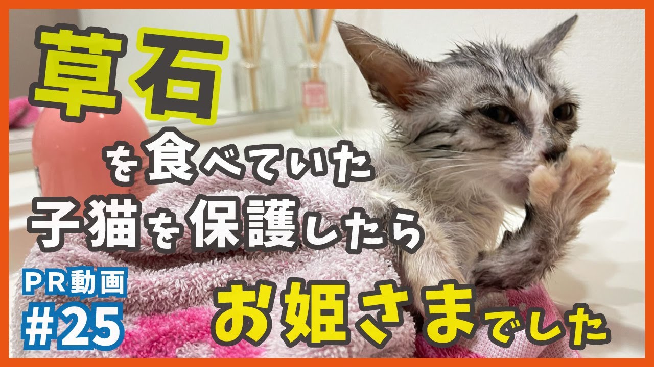 【保護 ガリガリ猫】草を食べるほど飢えていた子猫を保護したら、おっとり姫キャラの愛されニャンコでした。【うる姫・PR25】/ rescued a kitten