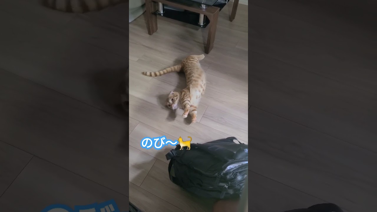 作業中の主を生暖かい目で見つめてきたヌッコを見つめ返すとこうなりました【コモドンの観察日記】 #猫 #キンカロー #cat