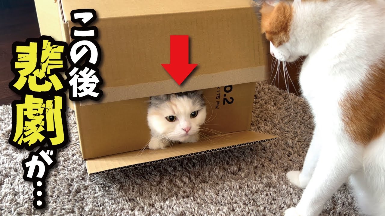 ダンボールから顔を出した猫のコントのような結末がこちら