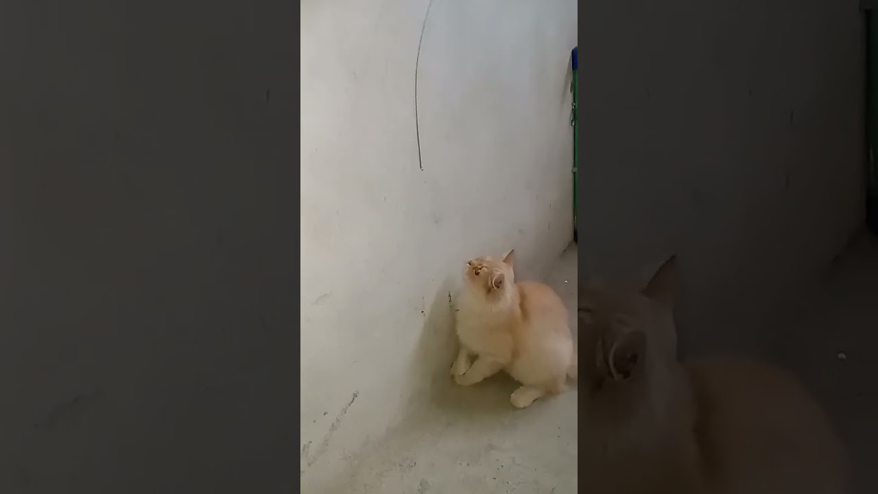 funny brown cat playing #cat #catlover #cutecat #kitty #kittycat #kitten #cutepet #youtubeshorts