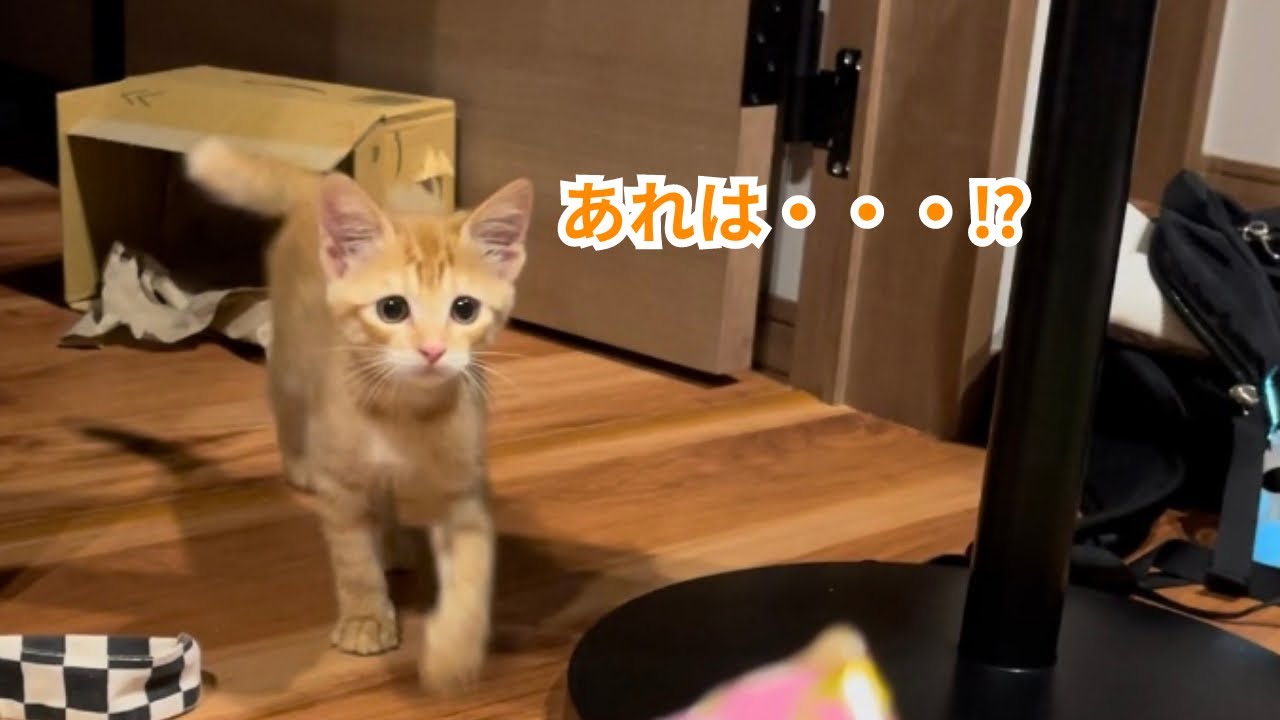 【保護猫】遊んでいる子猫にちゅーるを向けた結果・・・