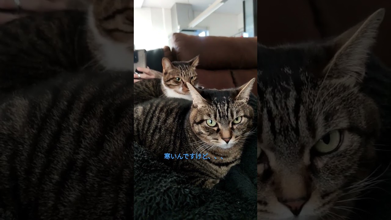 寒がりな猫　こたつを早く出して欲しい猫　こたつを出したくない飼い主