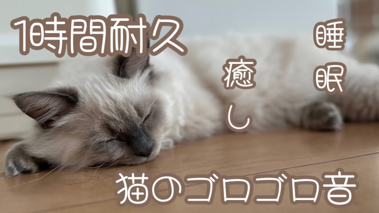【睡眠用　ASMR】ゴロゴロ音　子猫　サイベリアン　60分耐久　1時間耐久　リラックス　ストレス解消　セラピー　ヒーリング　癒し　睡眠用BGM