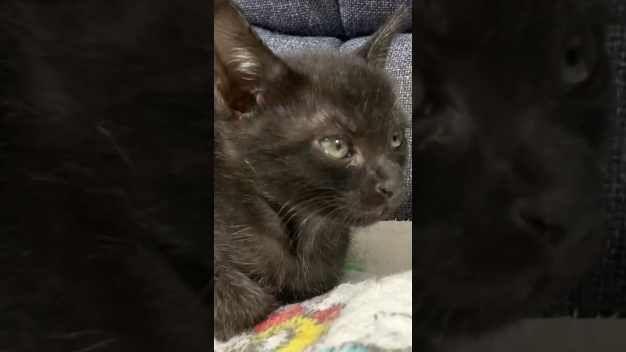 可愛い黒猫の子猫