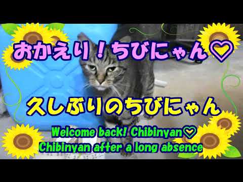 おかえり！ちびにゃん❤久しぶりのちびにゃん・Chibinyan after a long absence・Welcome back! Chibinyan❤