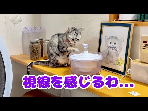 深夜、ひとりカウンターで手酌をする熟女猫 #猫 #アメリカンショートヘア